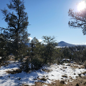 Prcl 5 Snow among trees