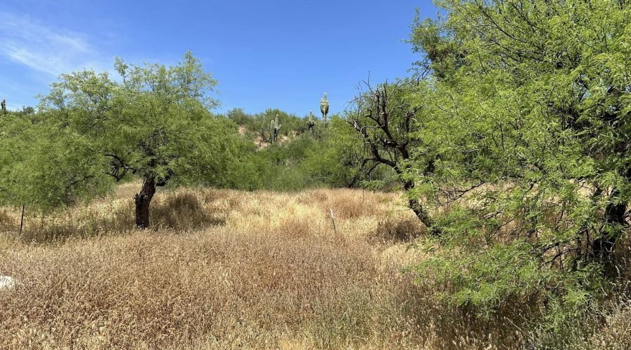 Rodeo in Tonto Basin land 1.37 acre