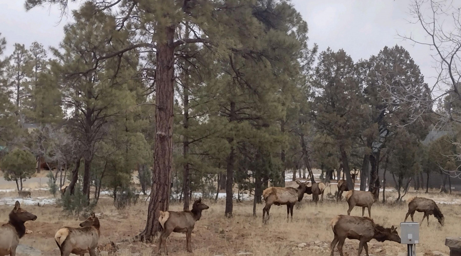 6 Herd of Gorgeous Elk