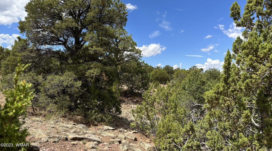 Mature Pinon Pine