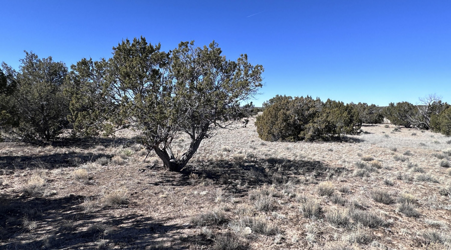 Juniper Trees