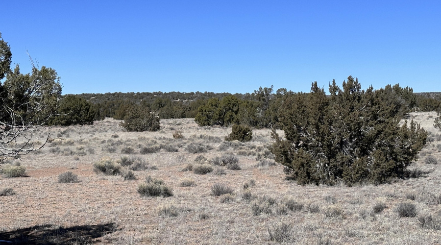 Mixure of junipers, grasses and scrub