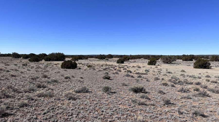 Mixture of scrub grass and junipers