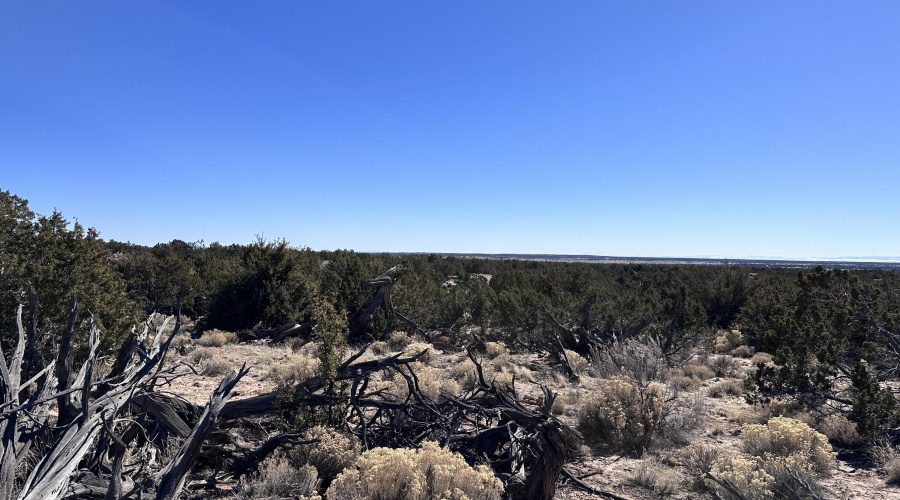 Junipers and grasses