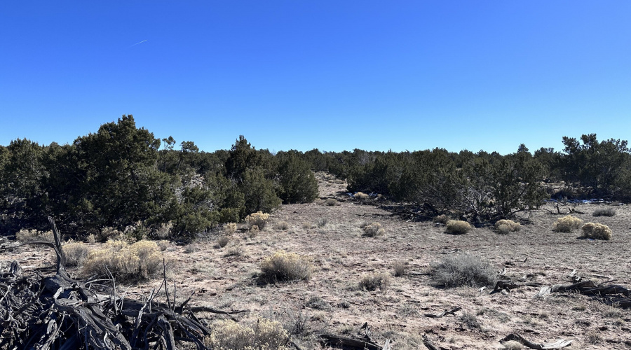 Junipers and grasses