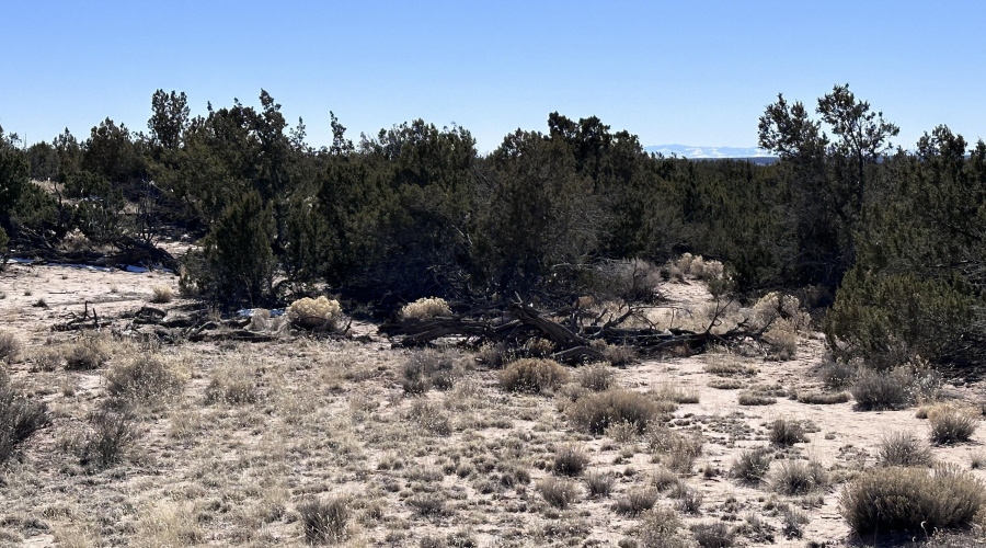 Junipers and grasses