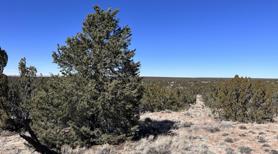 Junipers and grasses