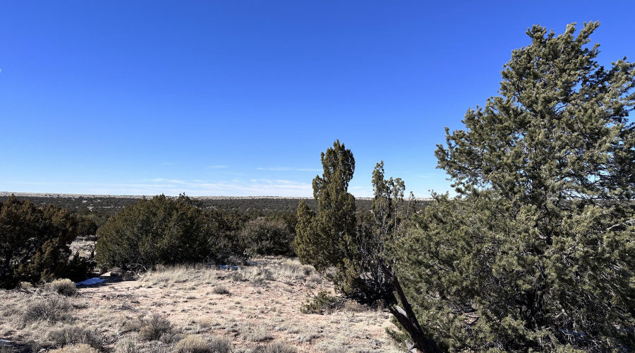 Junipers and grasses