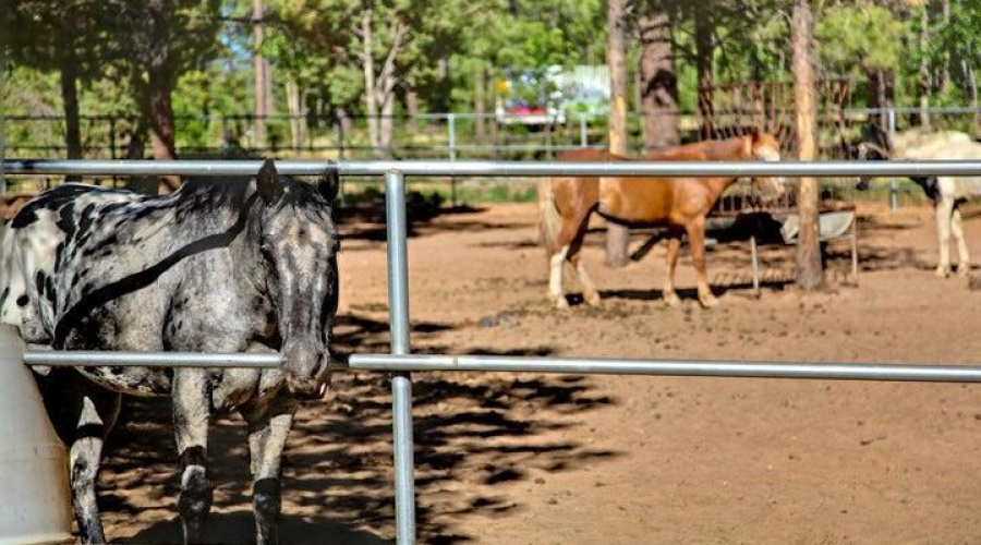Torreon Equestrians Ranch