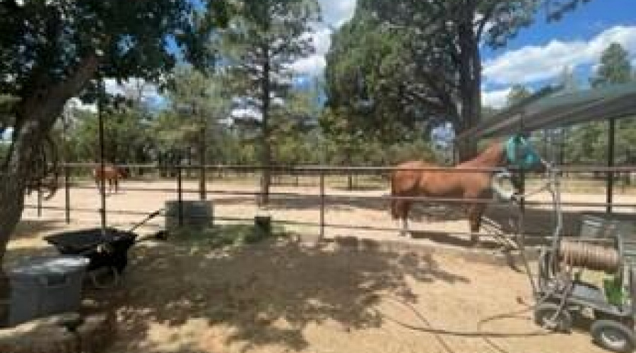 horse corral great trees