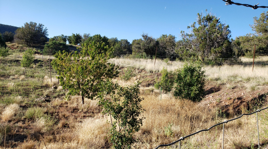 Orchard fenced