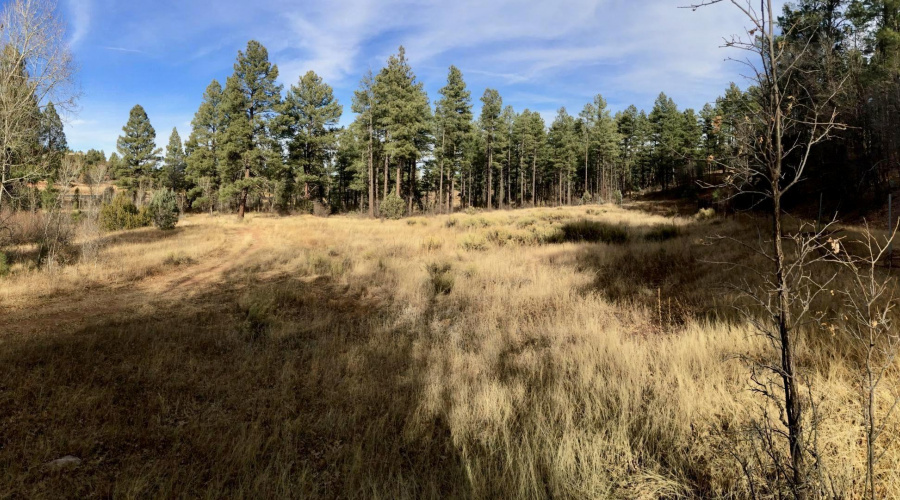 Meadow panorama