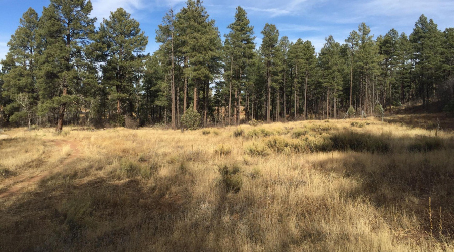 Additional view of meadow looking east