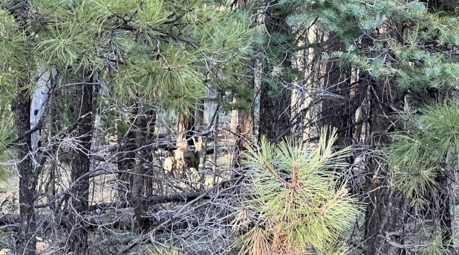 Deer on lot