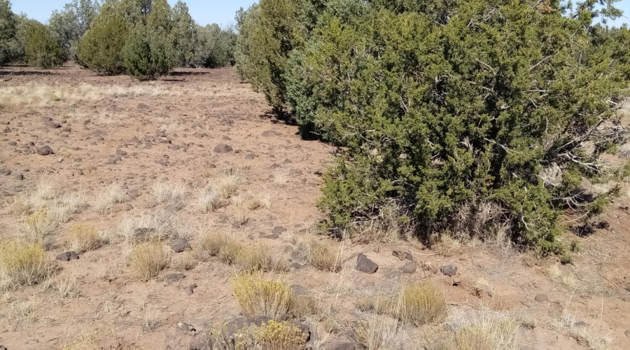 Vacant land for sale in Concho Valley