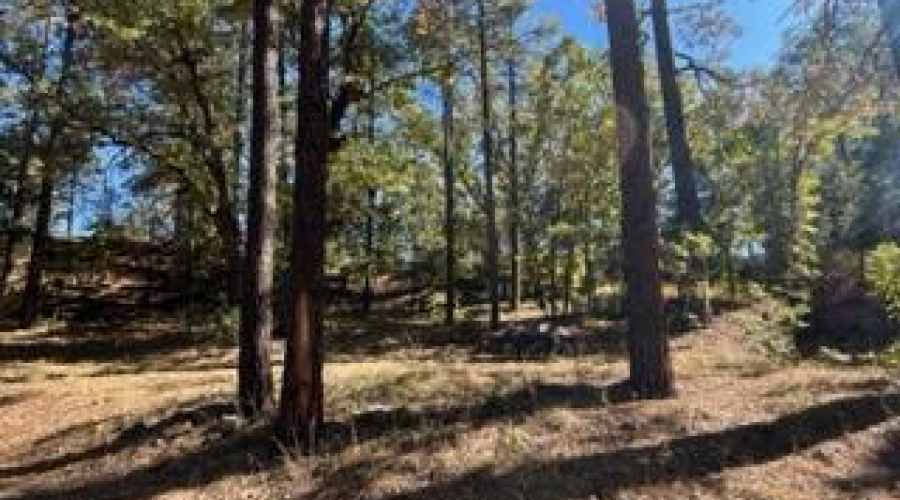 Wood Chuck_central front clearing area