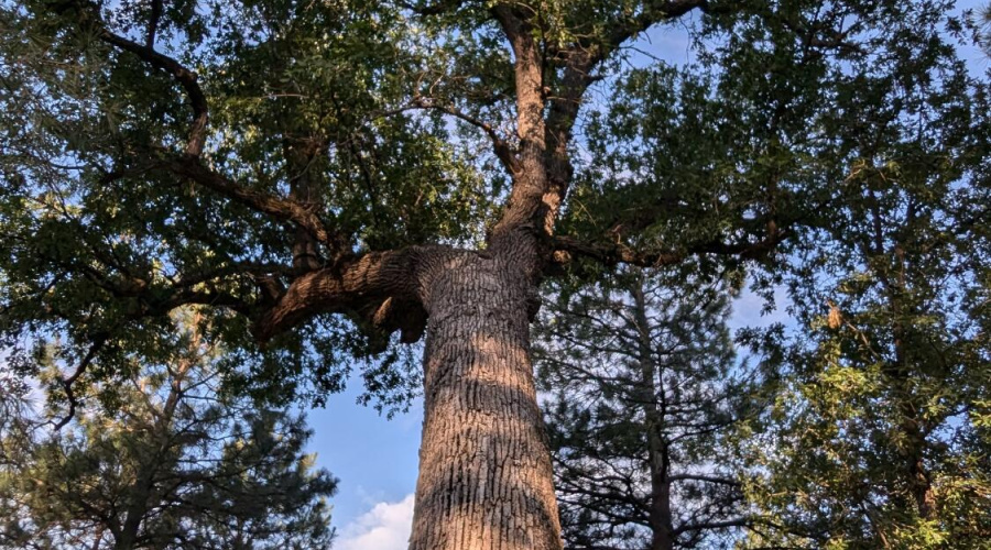 Very Old Oak Tree