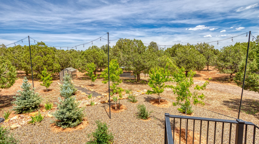 lots of nice new trees in the back yard