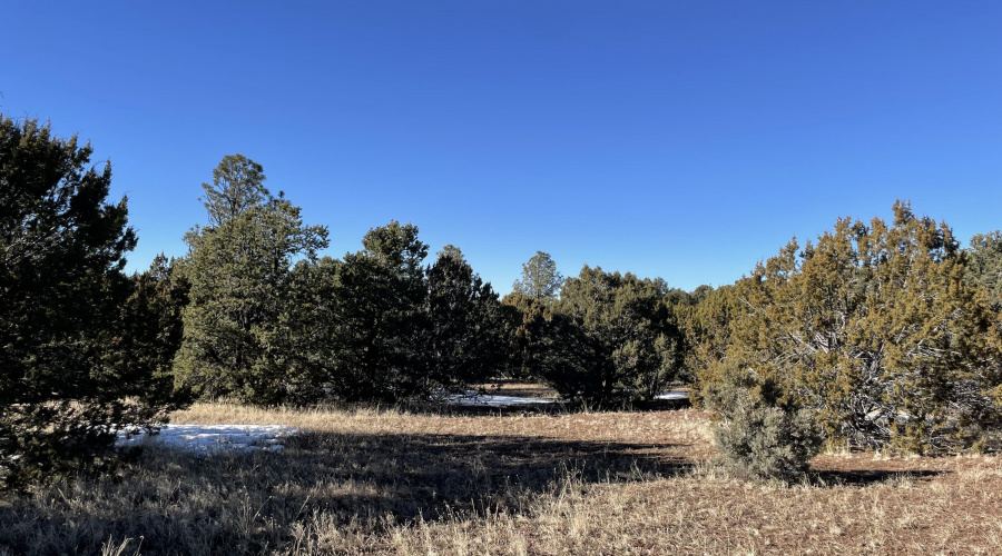 Mixture of Pondersoa, Junipers and Pinon