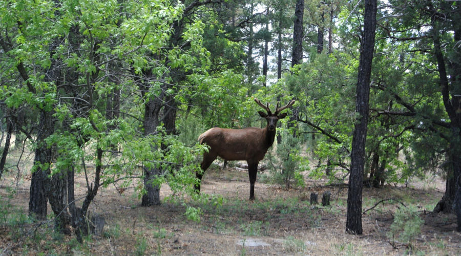 Elk