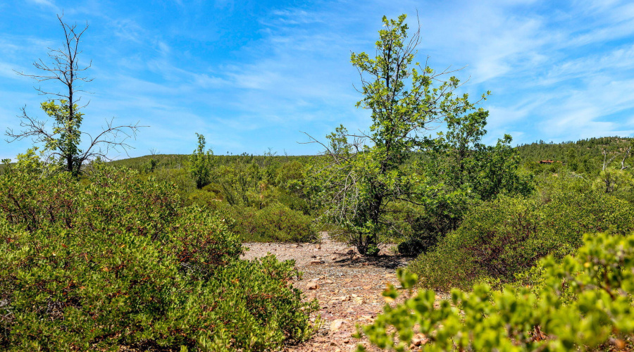 TREES ON LOT