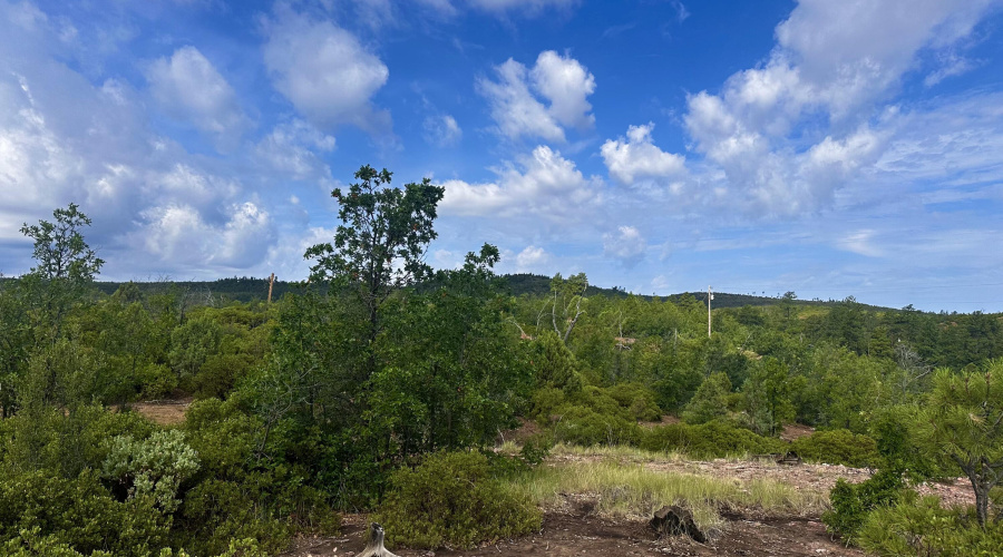 TREES ON LOT