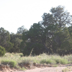 Large Pinion Pine trees