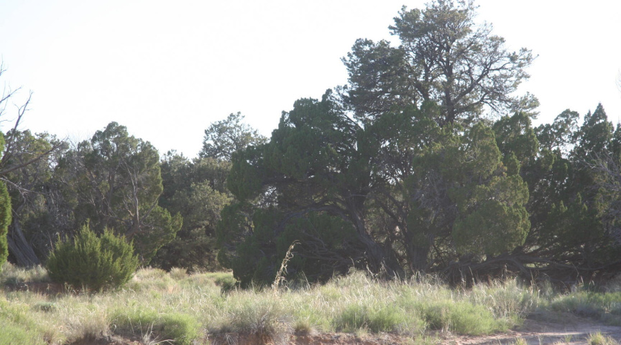 Large Pinion Pine trees