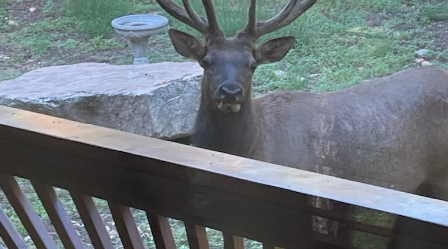 Backyard Wildlife