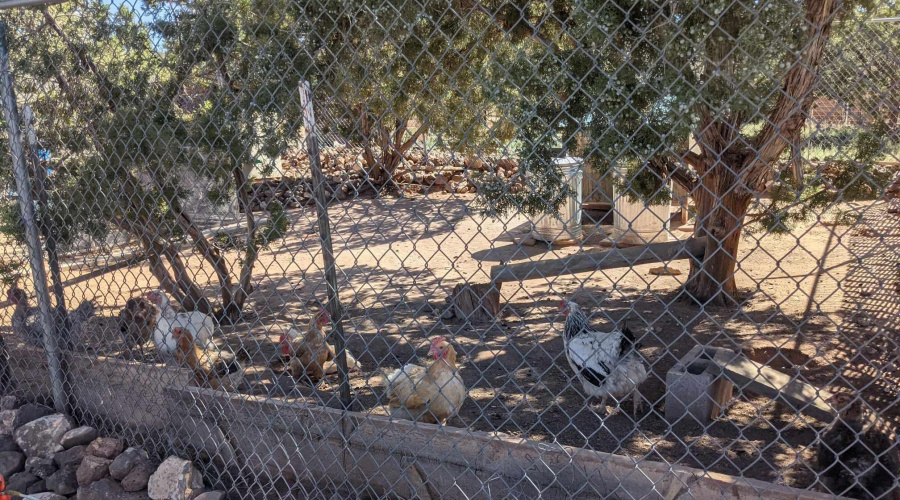 Chicken pen