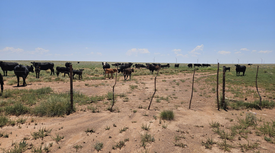 Open range cattle on property