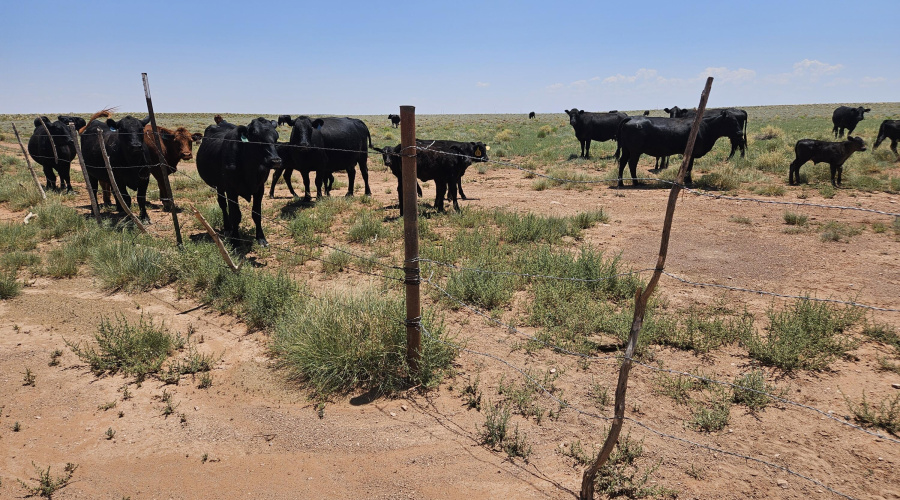 Fence line east