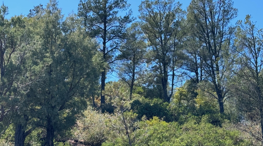 Tall Ponderosa Pines