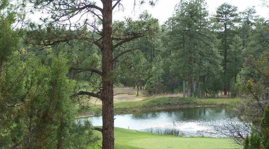 Pond view