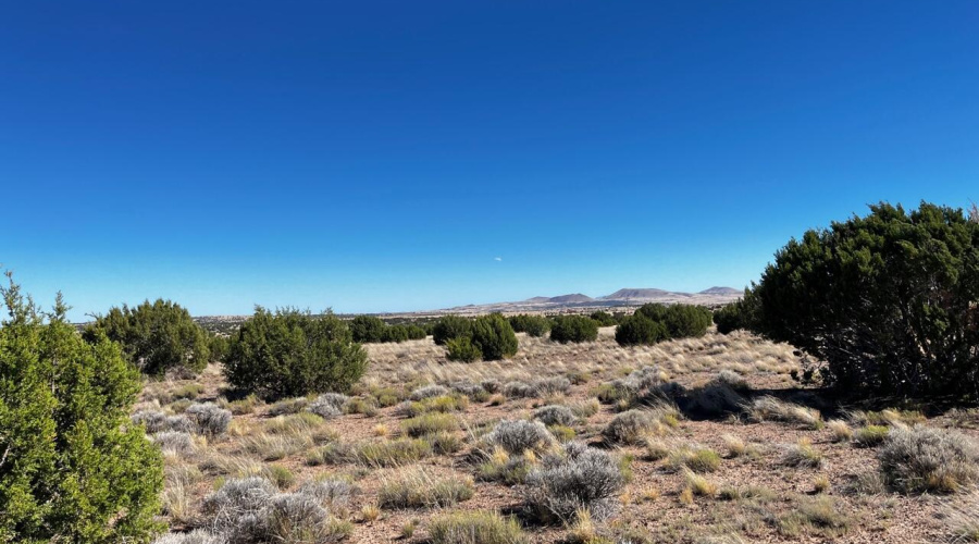 Juniper and Grasses Abound