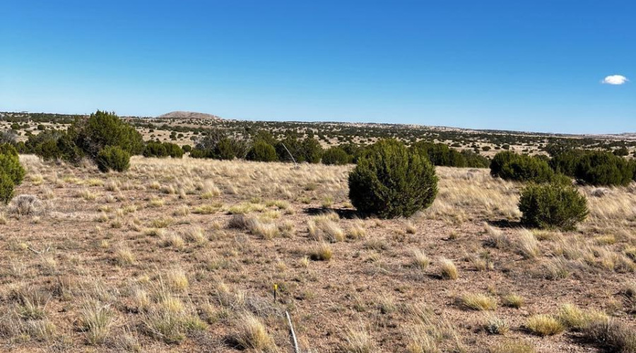 Looking East Along the South Property Li