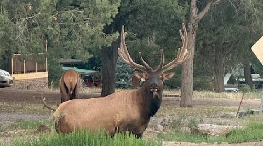 Neighborhood wildlife