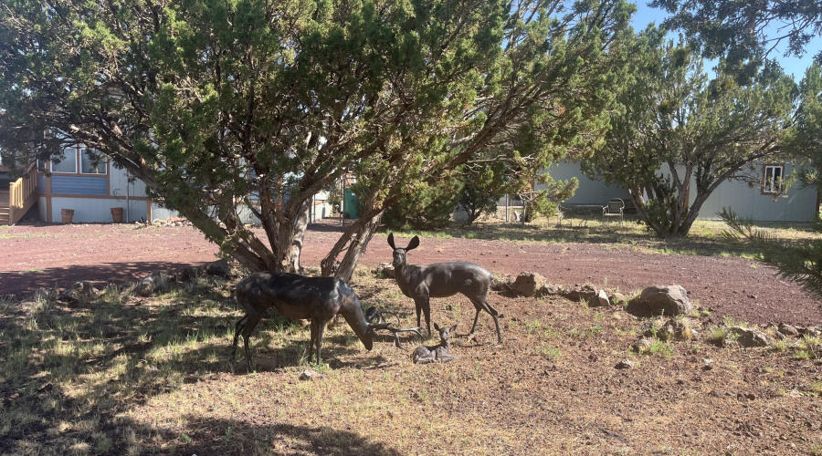 Front Yard