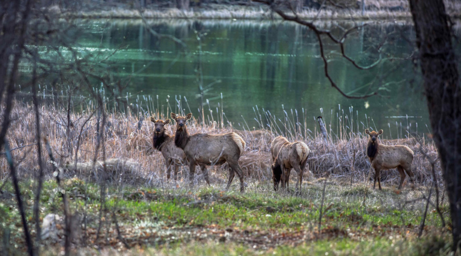 photo lake of the woods pinetop 040824