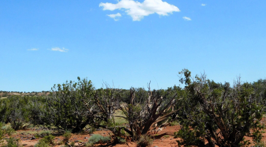 TBD County Road 8439 Concho Valley, AZ