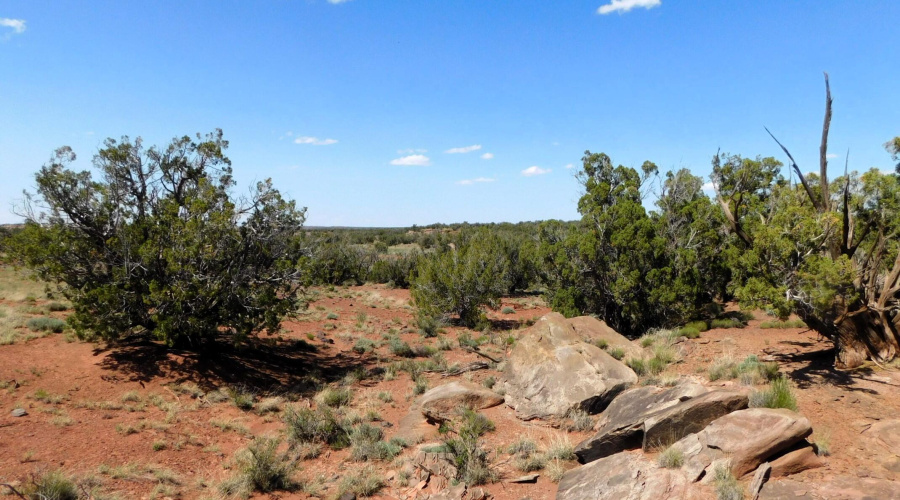 TBD County Road 8439 Concho Valley, AZ