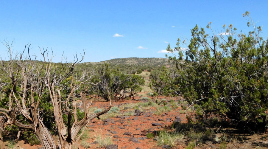 TBD County Road 8439 Concho Valley, AZ