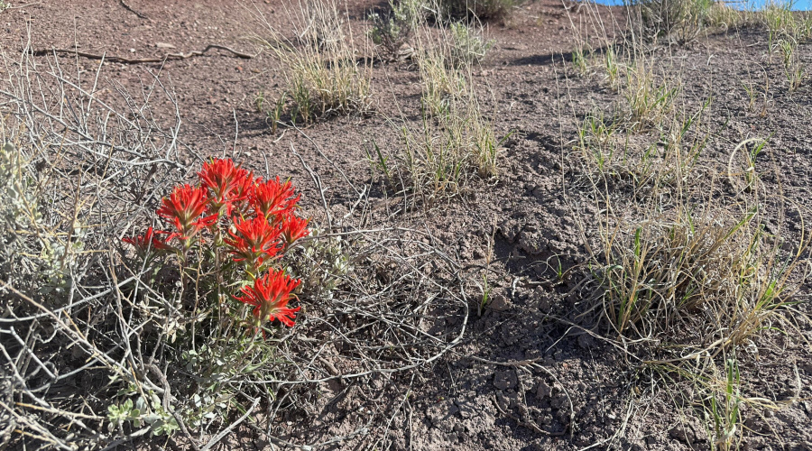 AZ Land Farm - Navajo Co - APN 105-50-00