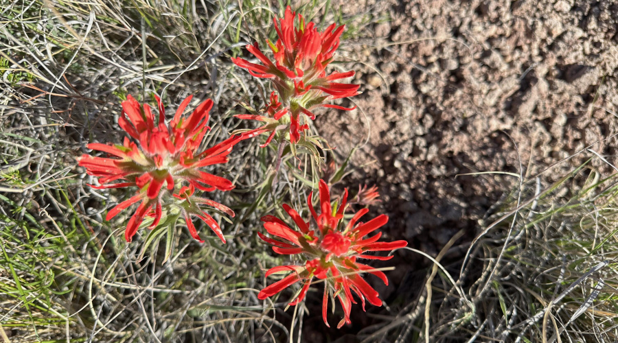 AZ Land Farm - Navajo Co - APN 105-50-00