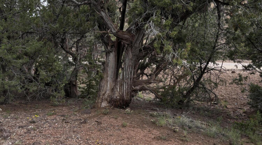 Shaggy Bark Juniper