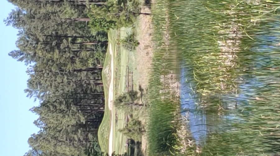 Water Feature & Greens