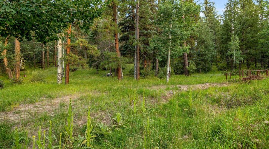 Pines & Aspens