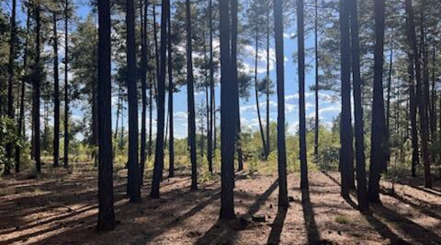 Tall Pines on 1.25 Acre Lot