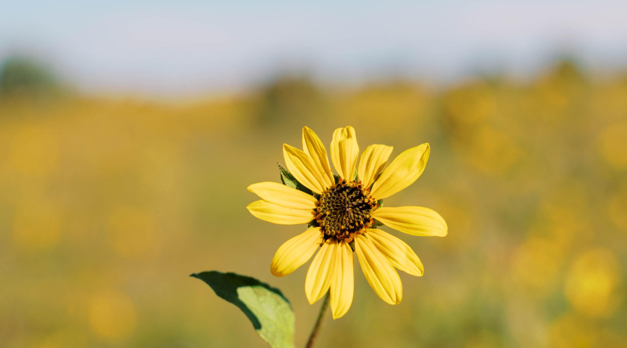 WILD FLOWERS IN THE FOREST