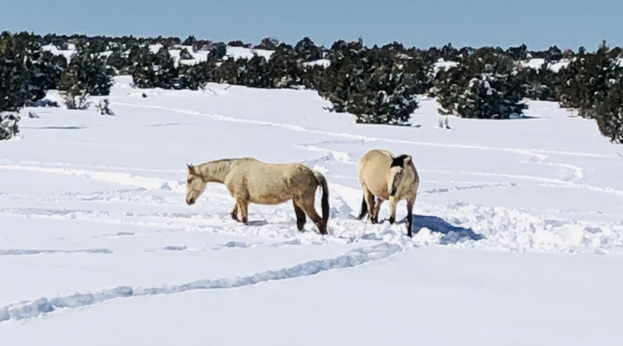 WILD HORSES IN THE FOREST